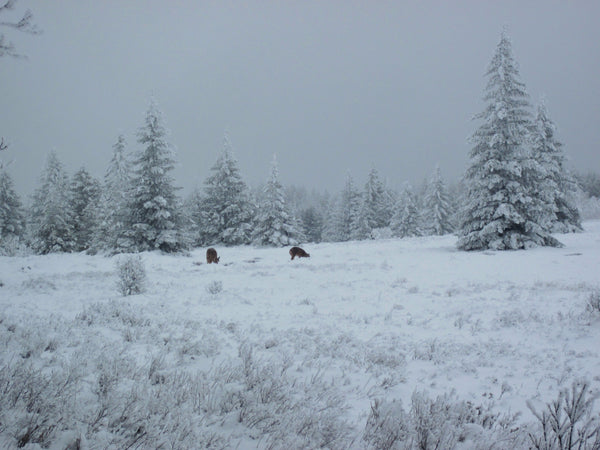 Deer Feeding at Dolly Sods Wilderness West Virginia