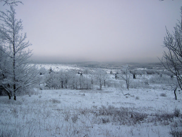 Dolly Sods Wilderness West Virginia