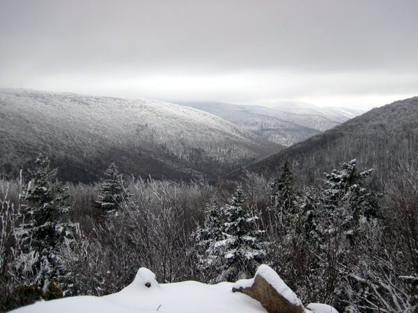 Lions Head Vista, Dolly Sods Wilderness, West Virginia