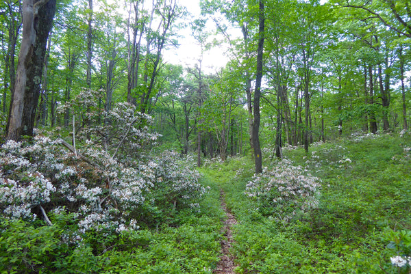 Allegheny Front Trail Black Moshannon State Park Moshannon State Forest