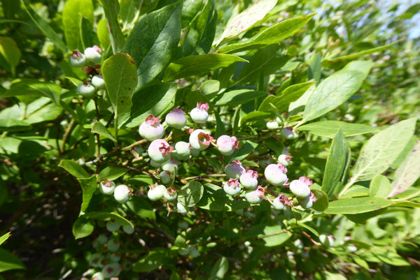 Blueberries on Blueberry trail: Quehanna Lizard Map