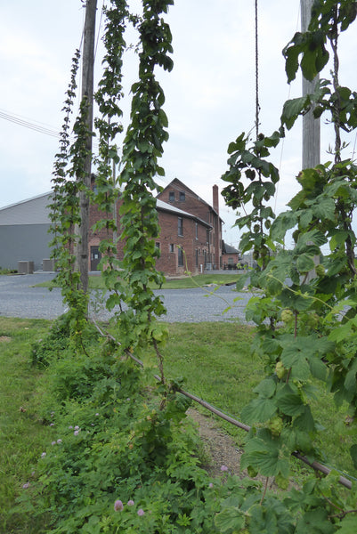 Hops at Gearhouse Brewing Company