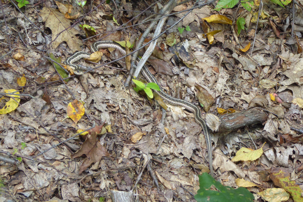 Snake Rothrock State Forest PA