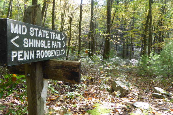 Mid State Trail Rothrock State Forest PA