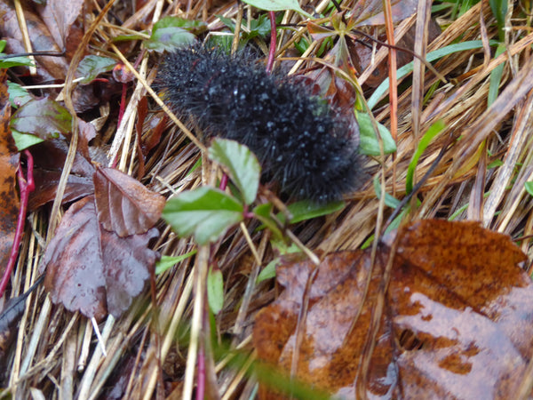 Giant Leopard Moth Caterpillar, Eyed Tiger Moth Caterpillar