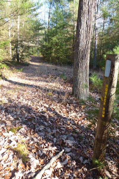 Hosack Run Trail Locust Gap Trail Michaux State Forest