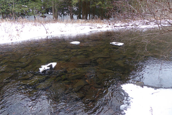 Six Mile Run Allegheny Front Trail Moshannon State Forest PA