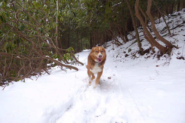 Dogs enjoy snow Allegheny Front Trail Moshannon State Forest PA