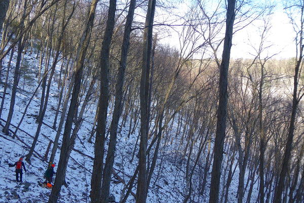 Tiadaghton Trail, Tiadaghton State Forest PA 