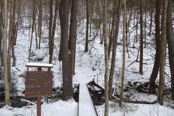 Boone Run, Spike Buck Hollow Trail, Tiadaghton State Forest PA