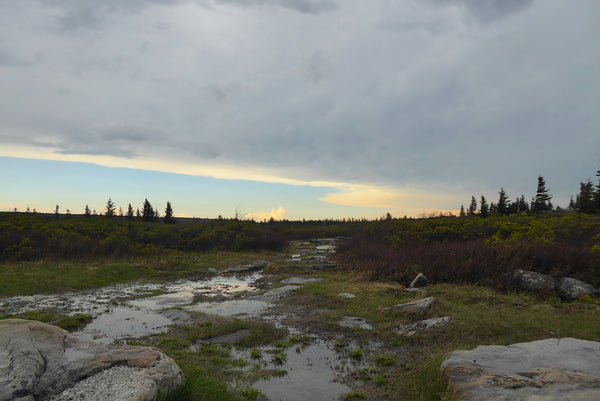 Dolly Sods Wilderness West Virginia