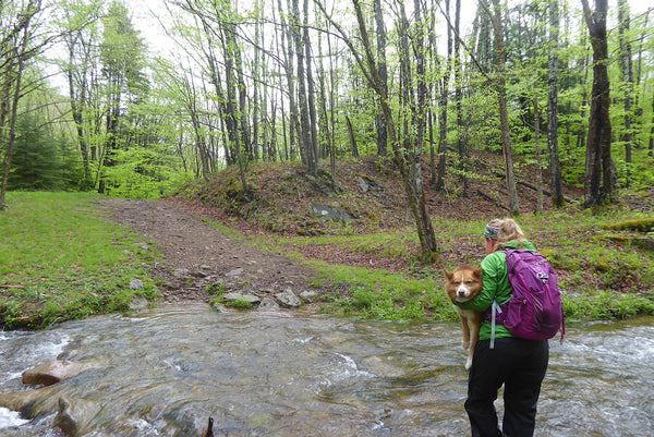 Seneca Creek Seneca Creek Trail Monongahela National Forest WV