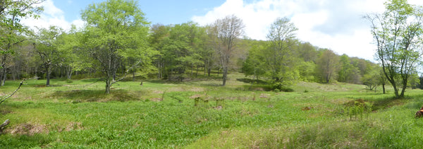 North Prong Trail Gandy Creek Monongahela National Forest WV