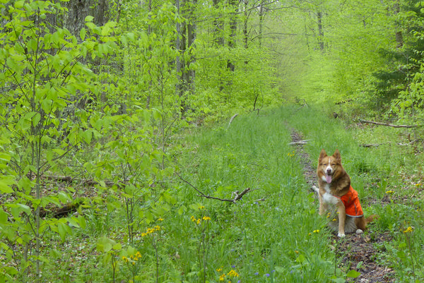 Rogue the Adventure Pup Monongahela National Forest WV