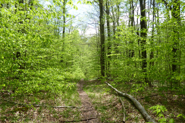 Allegheny Mountain Trail Monongahela National Forest WV