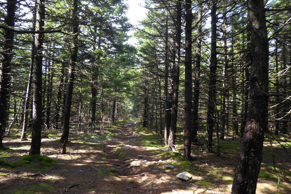 Huckleberry Trail Monongahela National Forest WV