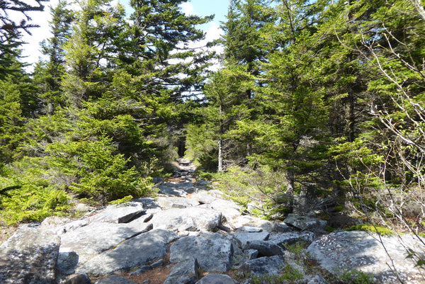 Rock Garden Huckleberry Trail Monongahela National Forest