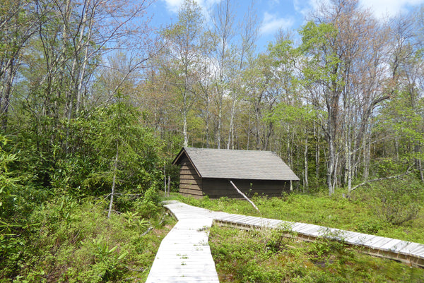 Trail Shelter Plantation Trail Monongahela National Forest WV