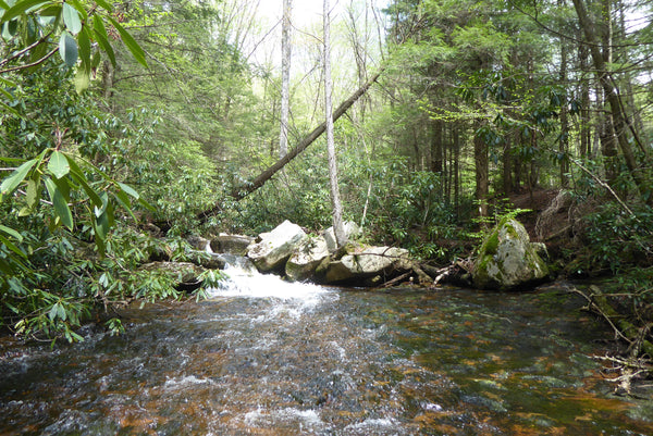 Red Run Monongahela National Forest WV