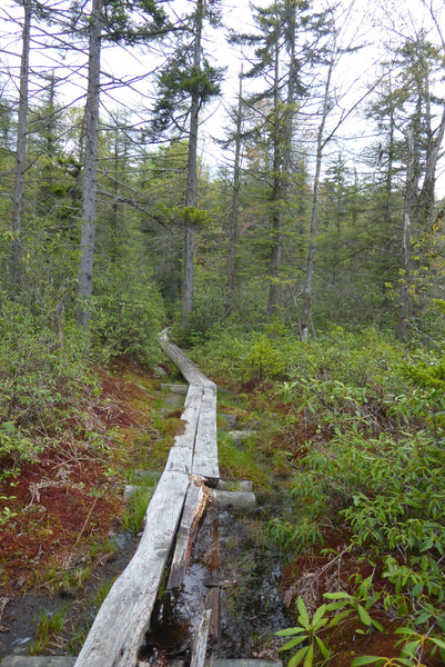 Bog Bridges Pointy Knob Trail Monongahela National Forest WV