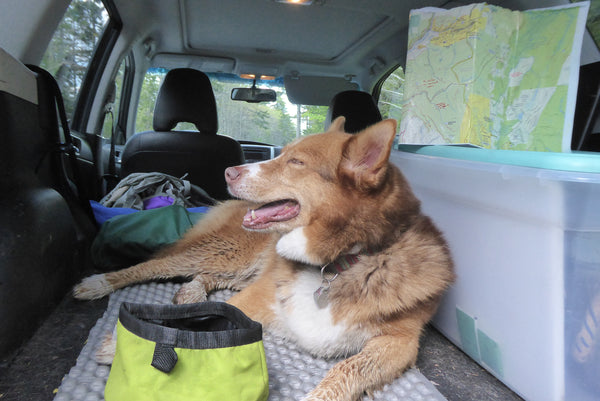 Rogue The Adventure Pup Plantation Trail Monongahela National Forest WV