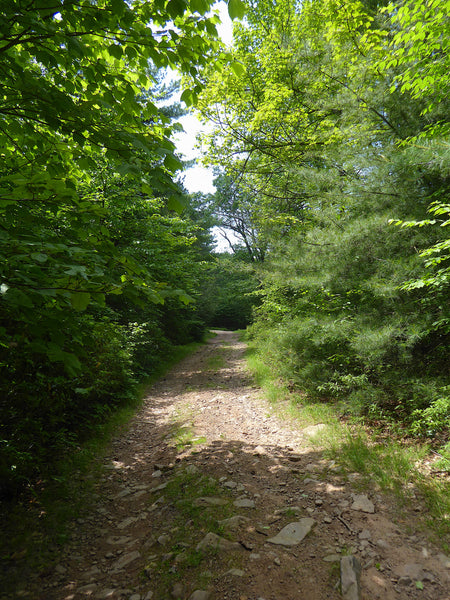 Strongs Mountain Road Bald Eagle State Forest PA