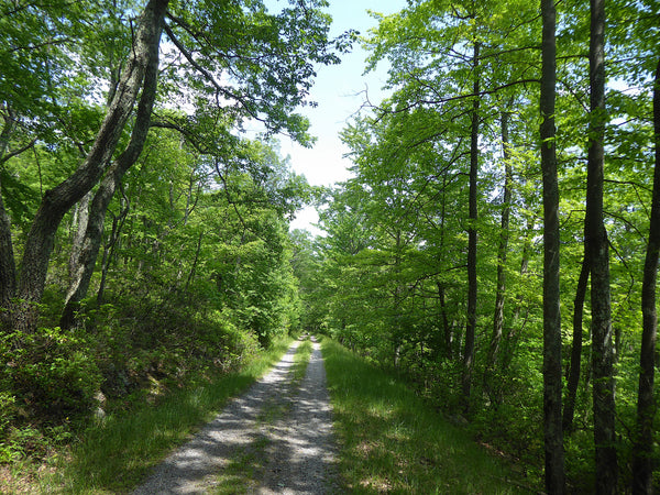 Longwell Draft Road Bald Eagle State Forest PA