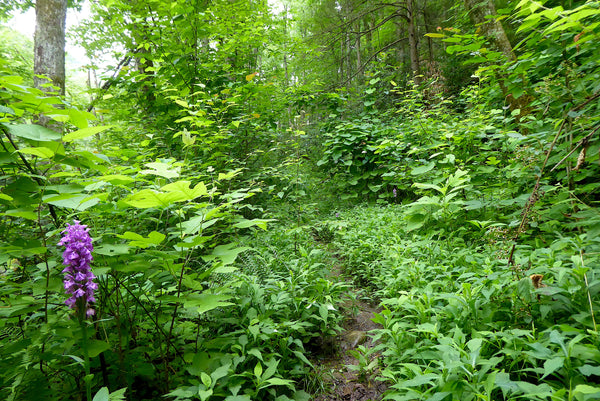 Otter Creek Wilderness WV