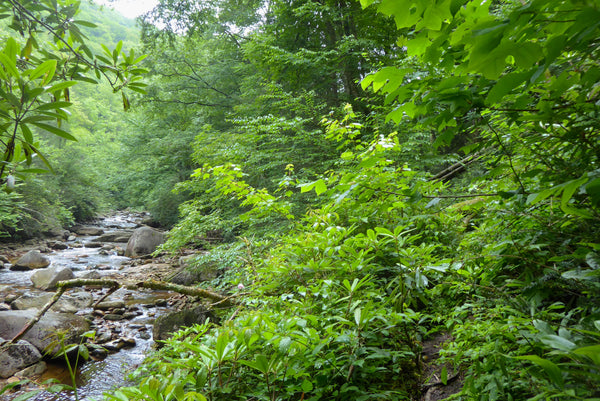 Otter Creek Wilderness WV