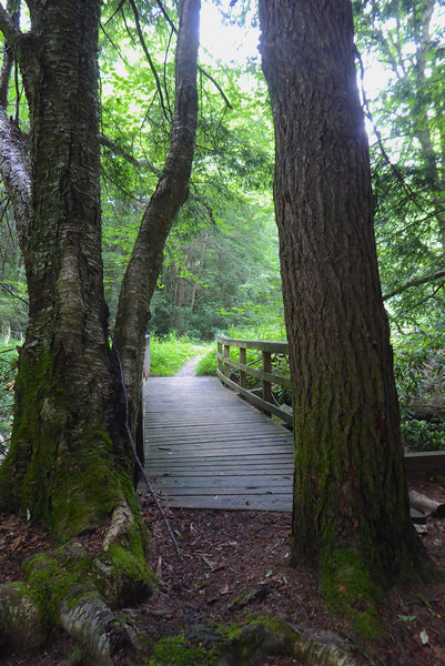 Otter Creek Wilderness WV