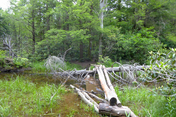 Otter Creek Wilderness WV