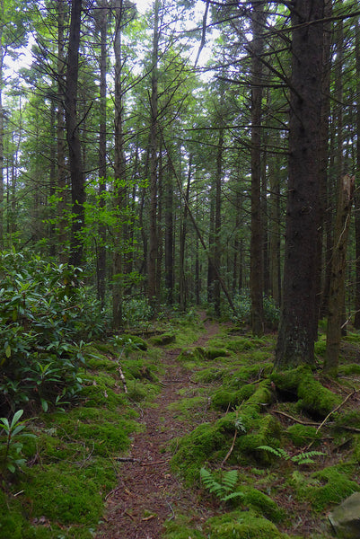 Otter Creek Wilderness WV