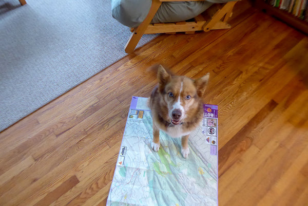 Dogs and Maps