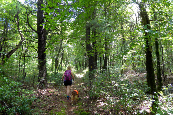 Hiking in Rothrock State Forest