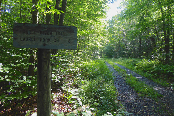 Laurel Fiver Trail Laurel Fork South Wilderness