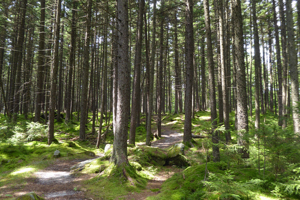 Gaudineer Knob WV