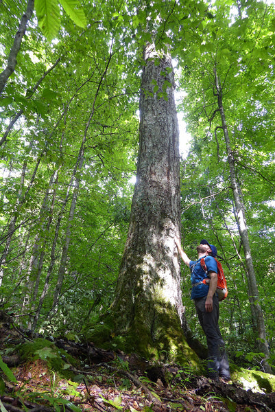 Old Growth Tree Smoke Camp Run Trail West Virginia