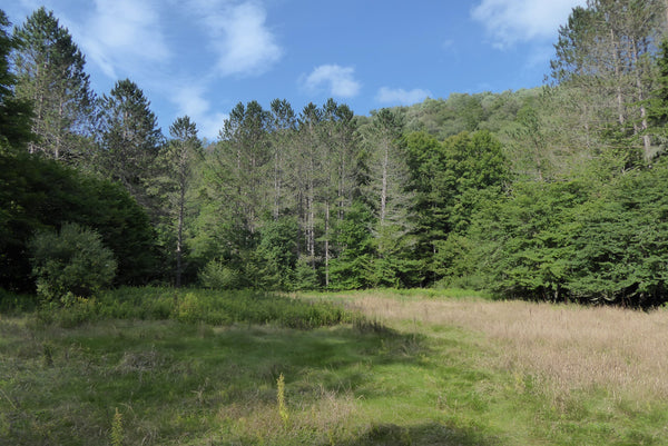 Laurel River Trail West Virginia