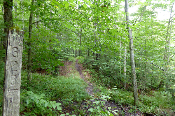 Laurel Fork South Wilderness West Virginia