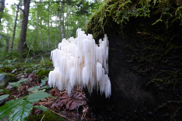 Lions Mane Fungus Monongahela National Forest WV