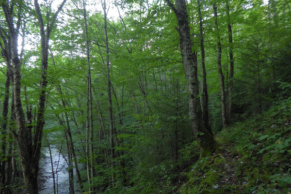 Laurel River Trail West Virginia