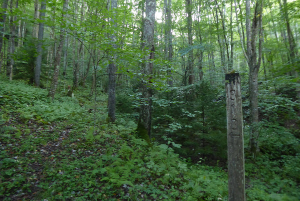 Beulah Trail #310 Monongahela National Forest WV