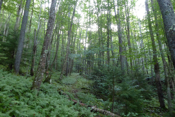 Beulah Trail #310 Monongahela National Forest WV