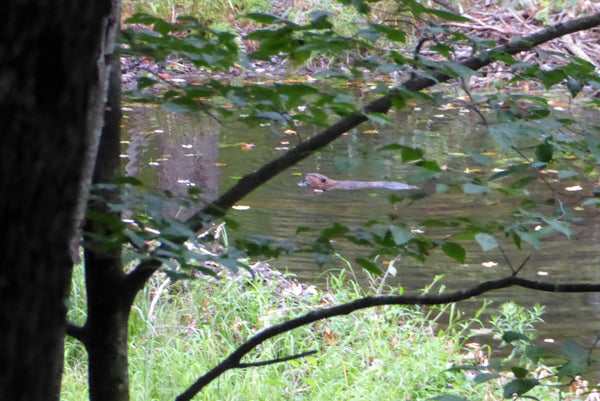 Laurel River Trail West Virginia