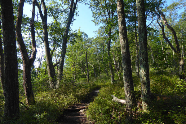 Tussey Mountain Trail