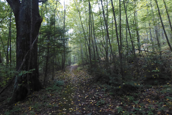 Deer Trail Tioga State Forest PA