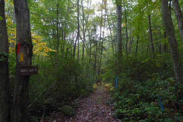 Horse Lane Trail Tioga State Forest PA