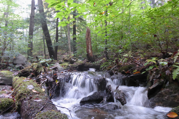 Right Branch Canada Run Tioga State Forest PA