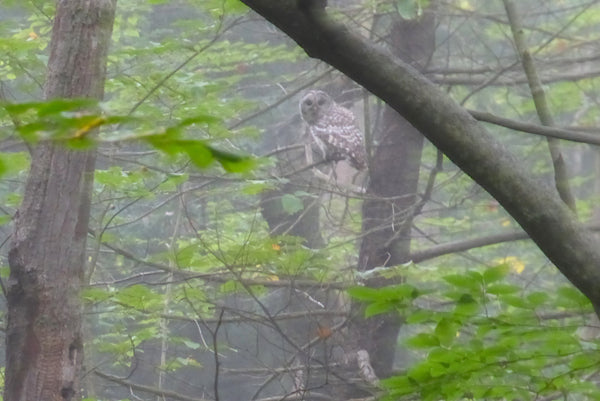 Barred Owl Tioga State Forest PA