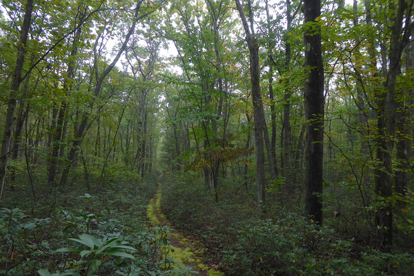 Green Monster Trail System Tioga State Forest PA